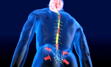 spinal cord simulators