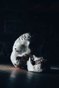 Skull Front View